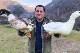 outdoor, grass, bird, mountain, standing, aquatic bird